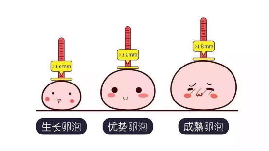 生长卵泡、优势卵泡、成熟卵泡的大小 生长卵泡、优势卵泡、成熟卵泡的大小